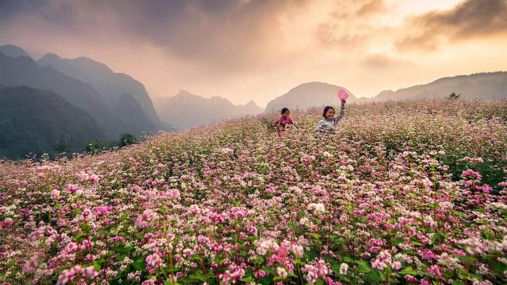 Hình ảnh thơ mộng tại cánh đồng hoa tam giác mạch