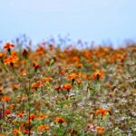 Mùa Hoa Cúc Dại Hà Giang Nét Riêng Mùa Thu Vùng Cao Nguyên Đá