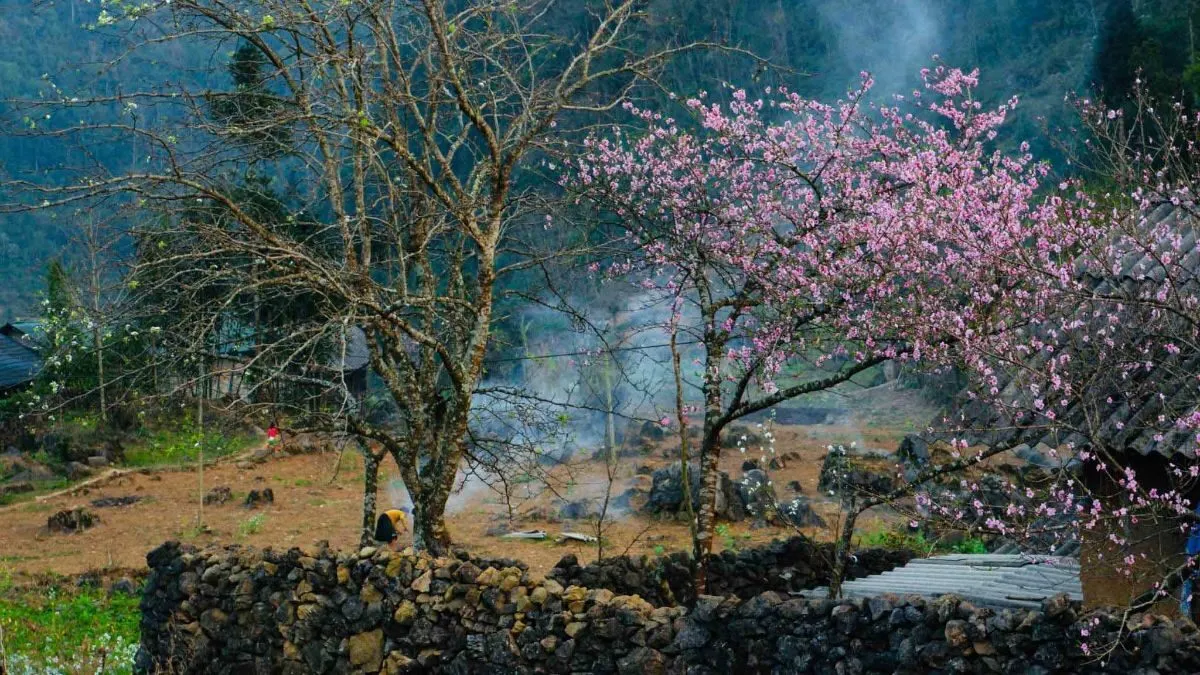 Hình ảnh hoa đào nở rực rõ vào mùa xuân