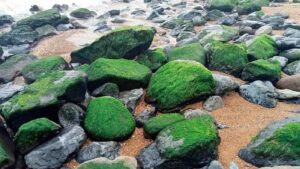 Rêu Mọc Trên Đá – Đặc Sản Trời Ban Của Người Hà Giang