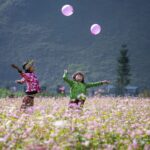 Vẻ Đẹp Những Bông Hoa Núi Rừng Trên Cao Nguyên Đá