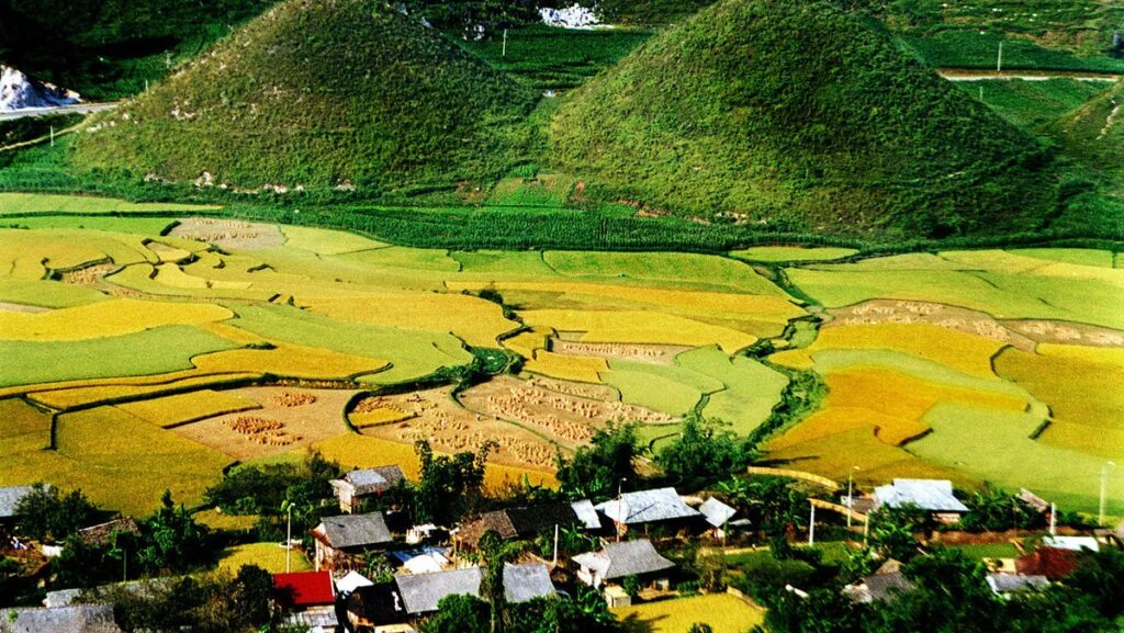 Thời điểm lý tưởng nhất để đến Hoàng Su Phì là vào mùa lúa chín, từ giữa tháng 9 đến cuối tháng 10