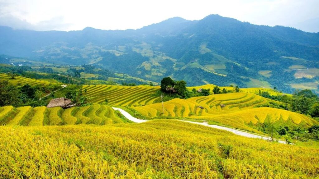 Mùa lúa chín tại Hà Giang thường diễn ra vào khoảng tháng 9 và tháng 10 hàng năm