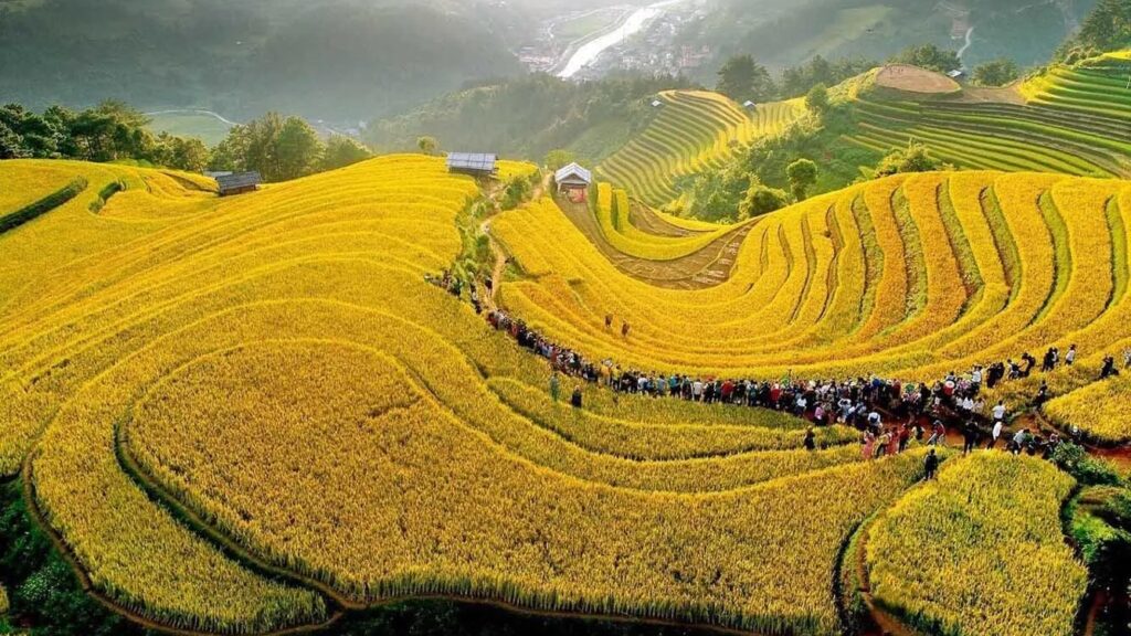 Hình ảnh ruộng bậc thang vào mùa lúa chín