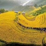 Lễ Hội Ruộng Bậc Thang Hoàng Su Phì Rực Rỡ Mùa Lúa Chín