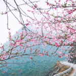 Lên Hà Giang Những Ngày Xuân Tháng 2 – Mùa Hoa Đào Hoa Mận Nở