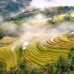 Choáng với bức tranh lúa chín vàng rực rỡ ở Hoàng Su Phì