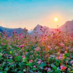 Kinh nghiệm trinh phục Hà Giang mùa Hoa tam giác mạch